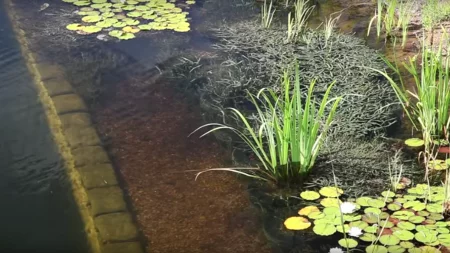 Zone de régénération et oxygénation plantée d'une piscine naturelle
